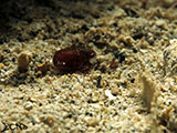 Bobtail Squid Padre Burgos Southern Leyte