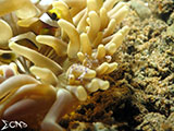 Clownfish Padre Burgos Southern Leyte