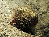 Cuttlefish Padre Burgos Southern Leyte 4
