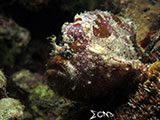 Frogfish Padre Burgos Southern Leyte 1