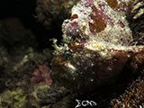 Frogfish Padre Burgos Southern Leyte 2
