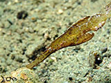 Ghost Pipefish Padre Burgos Southern Leyte 1