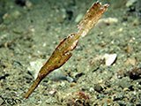 Ghost Pipefish Padre Burgos Southern Leyte