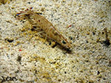 Shrimp Padre Burgos Southern Leyte 3