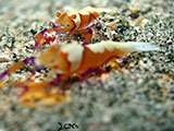 Anilao Emperor Shrimp 20