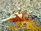 Anilao Emperor Shrimp 8
