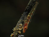 Anilao Goby with Eggs 10