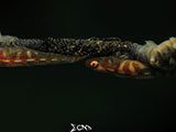 Anilao Goby with Eggs 11
