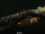 Anilao Goby with Eggs 12
