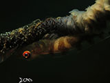 Anilao Goby with Eggs 13