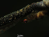 Anilao Goby with Eggs 14