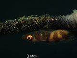 Anilao Goby with Eggs 15