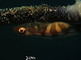 Anilao Goby with Eggs 16