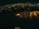 Anilao Goby with Eggs 17