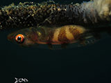 Anilao Goby with Eggs 18