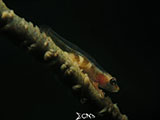Anilao Goby with Eggs 6