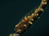 Anilao Goby with Eggs 7