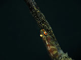 Anilao Goby with Eggs 8
