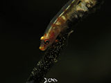 Anilao Goby with Eggs 9