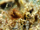 Anilao Hairy Shrimp 10