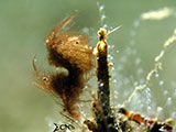 Anilao Hairy Shrimp 4