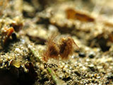 Anilao Hairy Shrimp 6