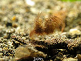 Anilao Hairy Shrimp 8