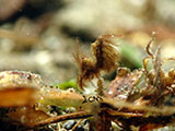 Anilao Hairy Shrimp