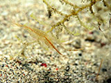 Anilao Shrimp 12