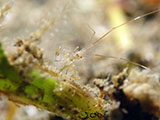Anilao Skeleton Shrimp 4