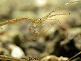 Anilao Skeleton Shrimp 5