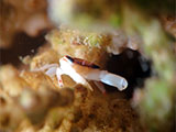 San Luis Batangas Coral Crab 1