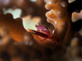 San Luis Batangas Coral Crab 10