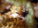 San Luis Batangas Coral Crab 2