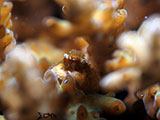 San Luis Batangas Coral Crab 3