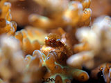 San Luis Batangas Coral Crab 4