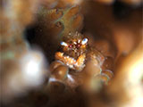 San Luis Batangas Coral Crab 5