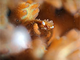 San Luis Batangas Coral Crab 6