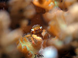 San Luis Batangas Coral Crab 7