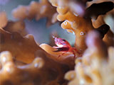 San Luis Batangas Coral Crab 8