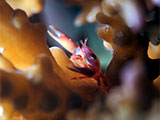 San Luis Batangas Coral Crab 9