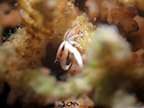 San Luis Batangas Coral Crab