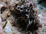 San Luis Batangas Hermit Crab 1