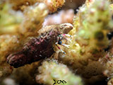 San Luis Batangas Hermit Crab 2