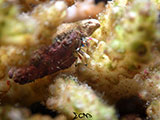 San Luis Batangas Hermit Crab 3