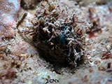 San Luis Batangas Hermit Crab
