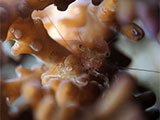 San Luis Batangas Shrimp