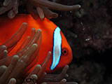 Bauan Batangas Clownfish