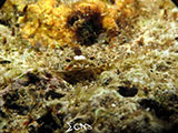 Bauan Batangas Crab 1