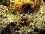 Bauan Batangas Crab 2